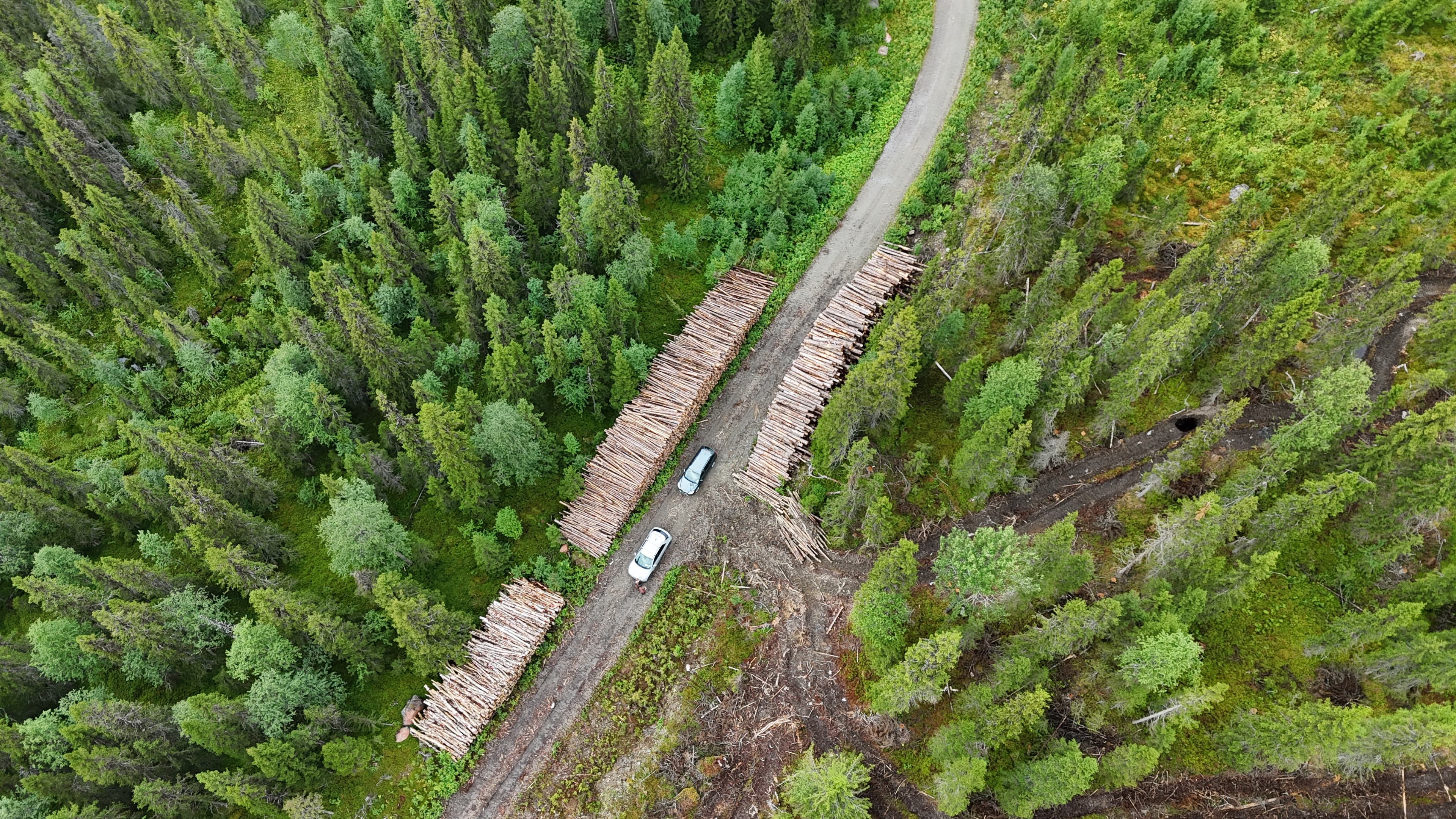 Berg och skog i sorsele