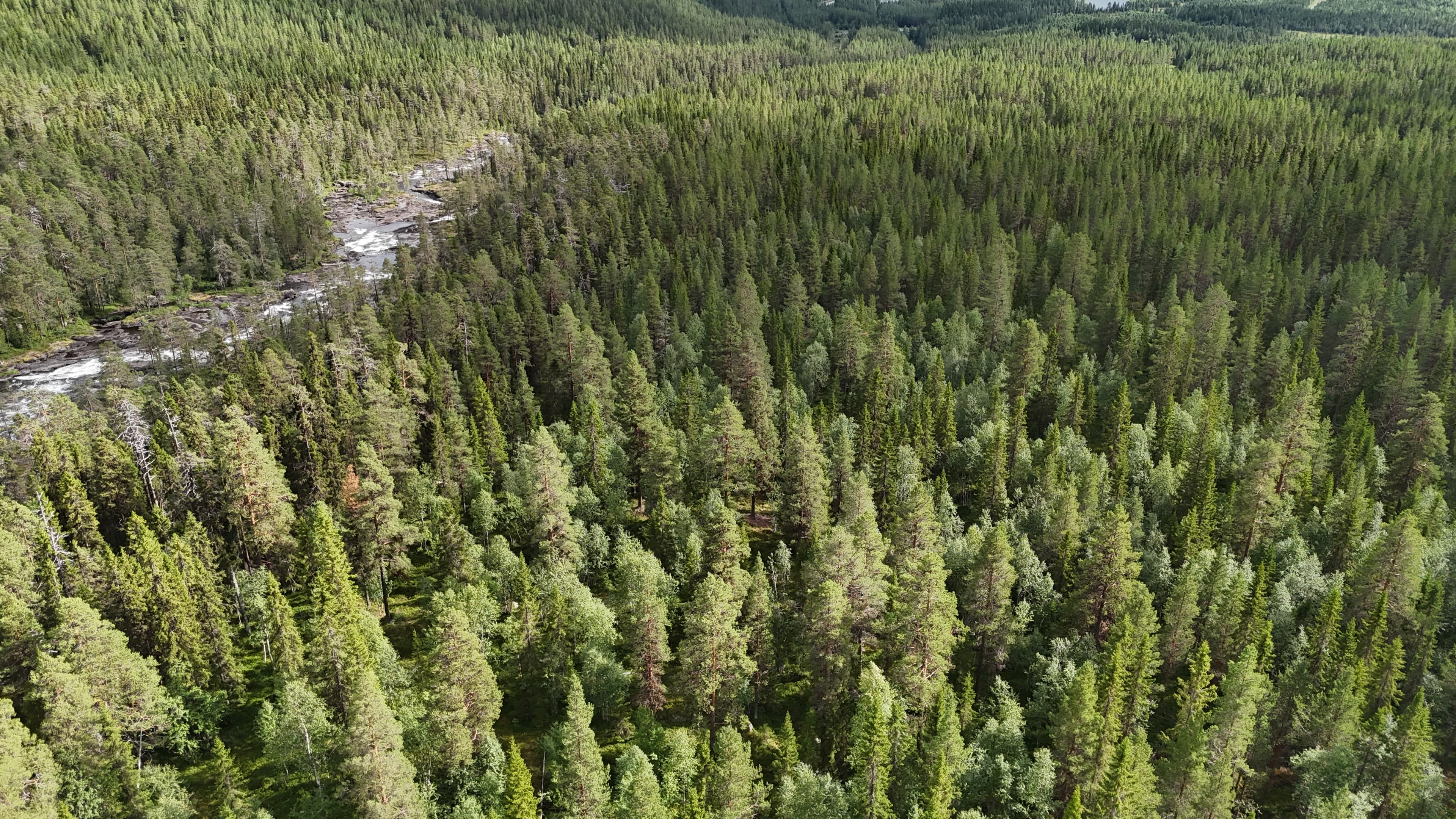 Gran- och tallskog