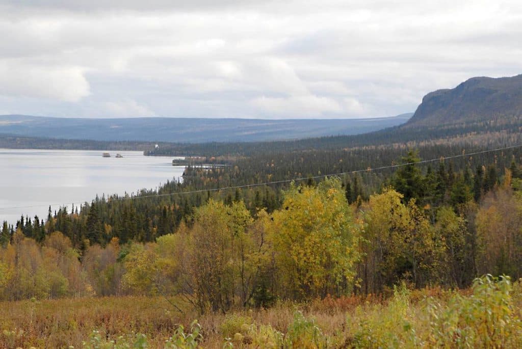 Gran- och tallskog